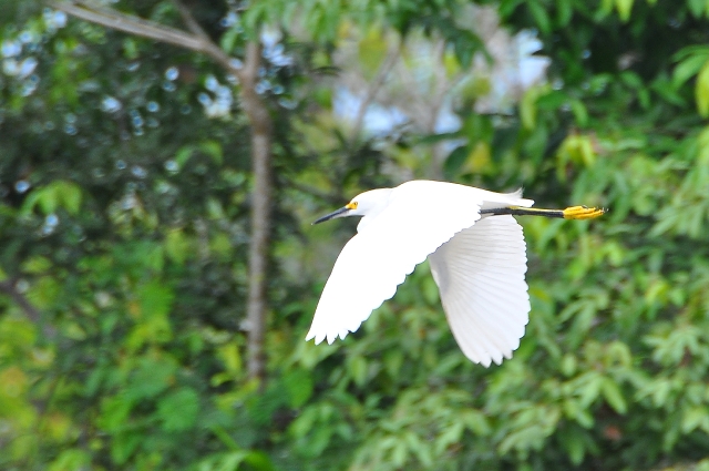 costa rica wildlife, pacific-045.jpg - SNOWY EGRET - PARISMINA RIVER - COSTA RICA, RAINFOREST - DRY/WET SEASONS